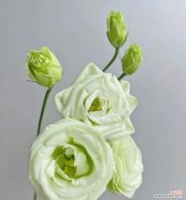 揭开白色洋桔梗花语的五重隐喻 白色洋桔梗花语的深层寓意