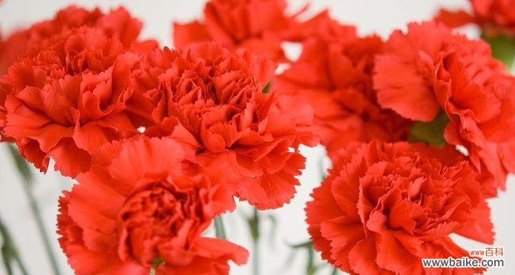 红色腊花的花语是什么?它在传统中代表什么?