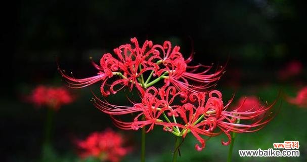 红色腊花的花语是什么?它在传统中代表什么?