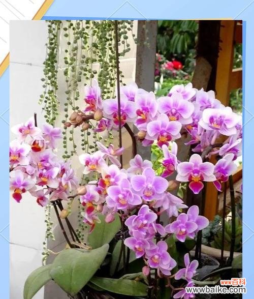 春节期间送什么花寓意好？春节花卉选择指南是什么？