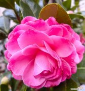 什么花开了寓意好运的花？