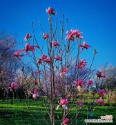 蓝色紫玲花的寓意是什么？花色对花语有何影响？
