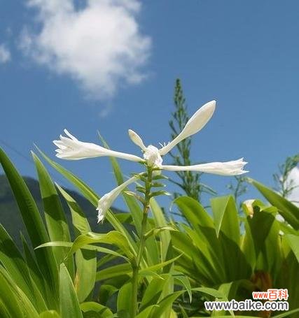 蓝色紫玲花的寓意是什么?花色对花语有何影响?