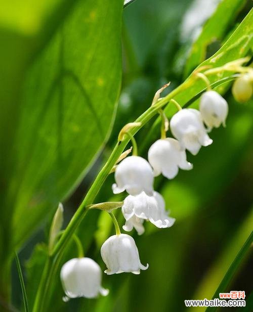 哪种花最能代表浪漫？浪漫花朵的寓意是什么？