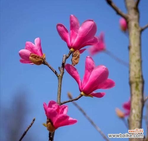 哪种花或树象征富贵？富贵花有哪些特点？