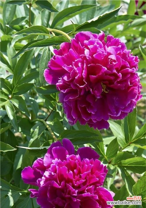 哪种花或树象征富贵？富贵花有哪些特点？