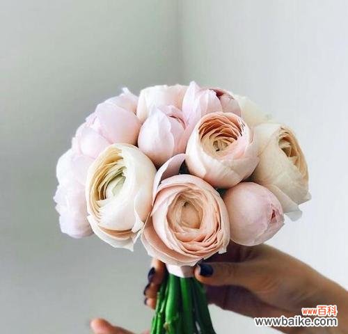 哪种花象征爱情忠贞？爱情忠贞的花朵有哪些？