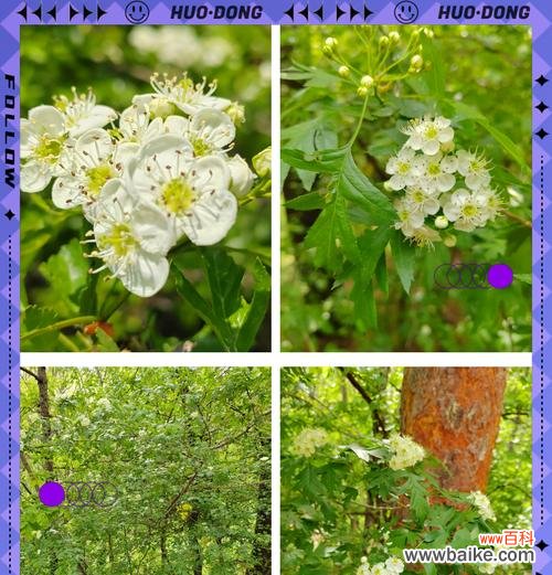 哪种花象征爱情忠贞？爱情忠贞的花朵有哪些？