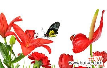 蝴蝶花象征着什么爱情？蝴蝶花的爱情寓意有哪些？