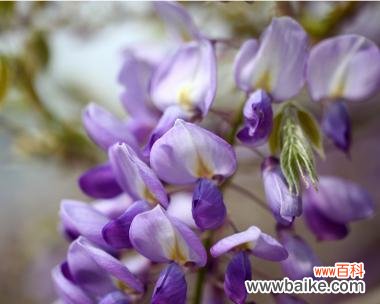 紫色花的寓意和象征是什么？如何用紫色花表达浪漫？