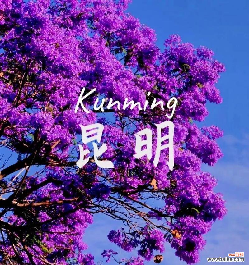 紫色花的寓意和象征是什么？如何用紫色花表达浪漫？