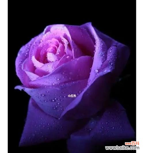 紫色花的寓意和象征是什么？如何用紫色花表达浪漫？