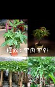 哪种花寓意发财富贵且好养？发财富贵的花卉有哪些？