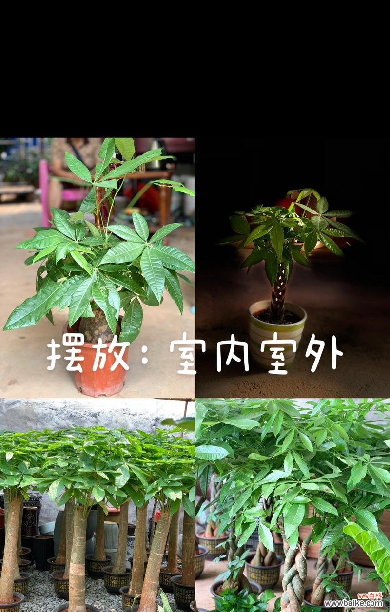哪种花寓意发财富贵且好养?发财富贵的花卉有哪些?