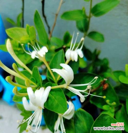 哪种花寓意发财富贵且好养?发财富贵的花卉有哪些?