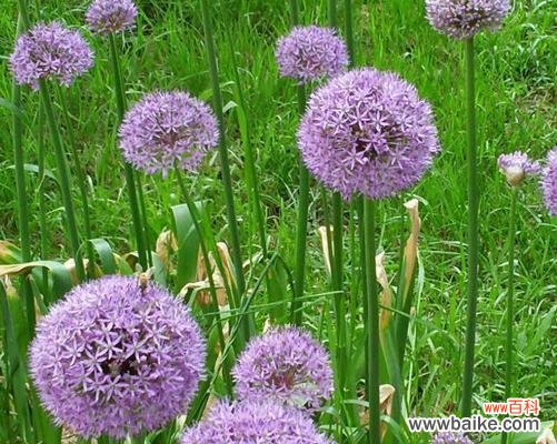 白色大花葱的寓意是什么？它象征着什么？