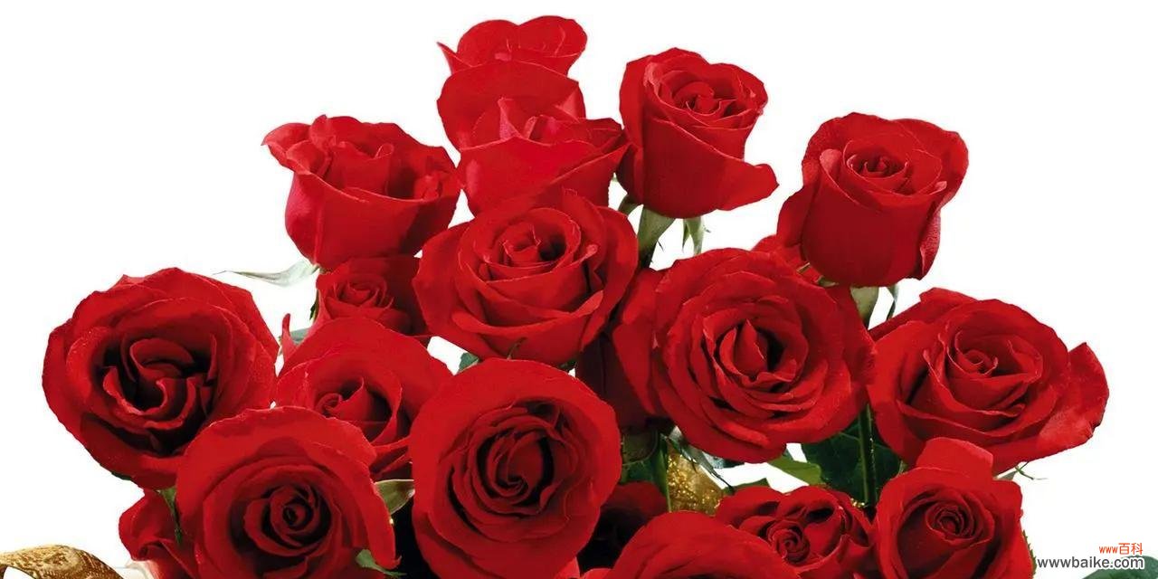 红色花的雅称是什么?红色花有哪些寓意?