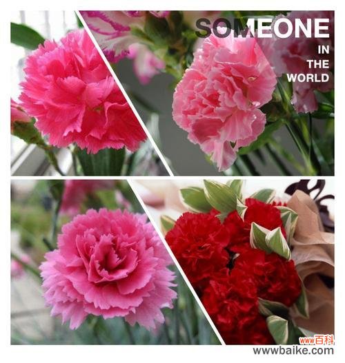 恩爱、幸福、感恩——探寻黄康乃馨花语的深刻内涵 黄康乃馨花语与美好的寓意