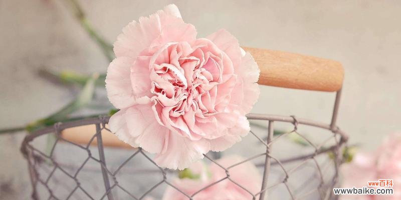 恩爱、幸福、感恩——探寻黄康乃馨花语的深刻内涵 黄康乃馨花语与美好的寓意