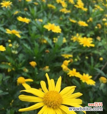 探索黄金菊的花语,传达秋日温暖和感恩之情 黄金菊的花语与意义