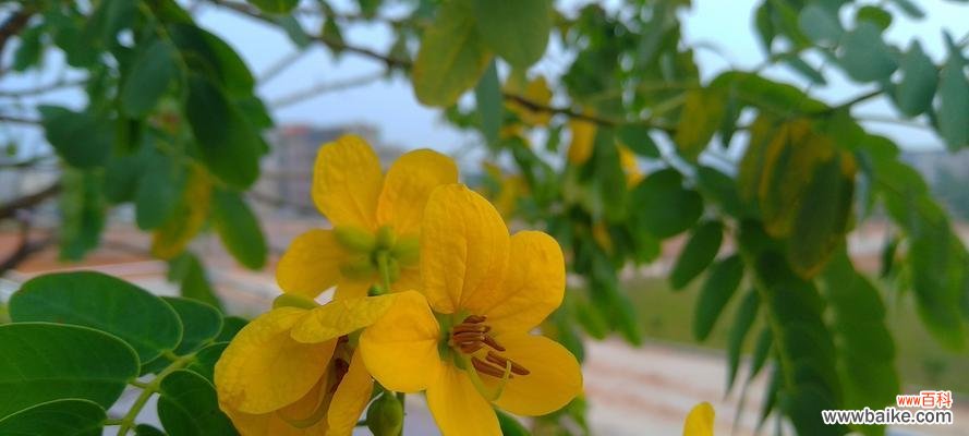 黄槐树的象征意义与启示 以黄槐树为寓意的文章