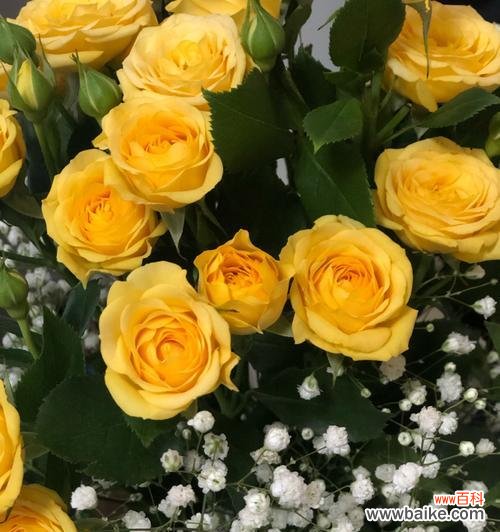 花语解读 黄玫瑰的象征意义与深层内涵