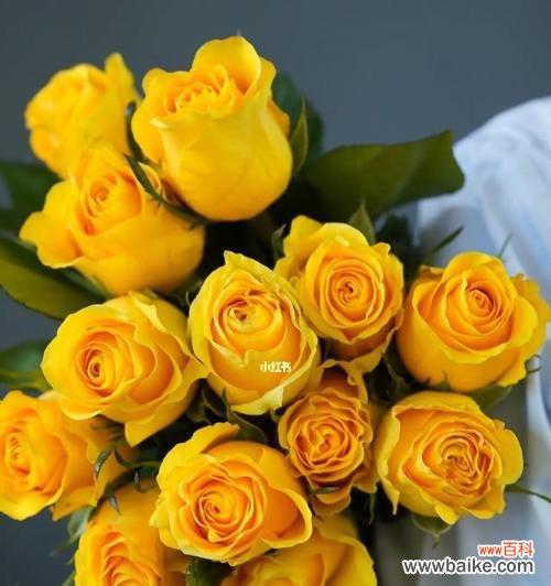 花语解读 黄玫瑰的象征意义与深层内涵