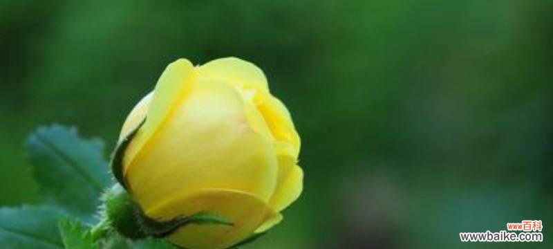 花语解读 黄玫瑰的象征意义与深层内涵