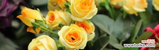 探索黄玫瑰的花语与美丽 黄玫瑰的含义与象征