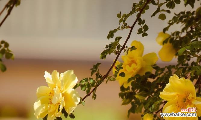 探索黄玫瑰的花语与美丽 黄玫瑰的含义与象征