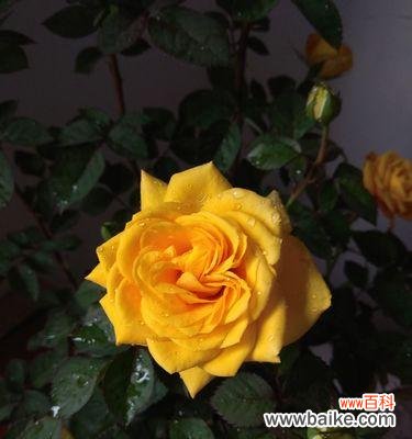 传递温暖与友谊的黄玫瑰 黄玫瑰的花语与象征意义