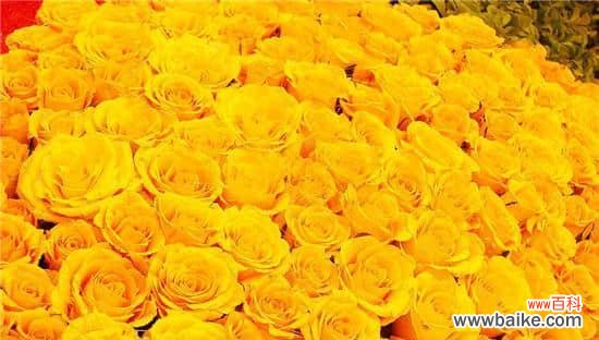 传递温暖与友谊的黄玫瑰 黄玫瑰的花语与象征意义