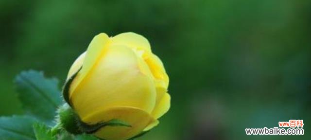 传递温暖与友谊的黄玫瑰 黄玫瑰的花语与象征意义