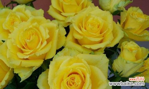 探索黄玫瑰花的情感象征与历史文化 黄玫瑰花的深刻寓意