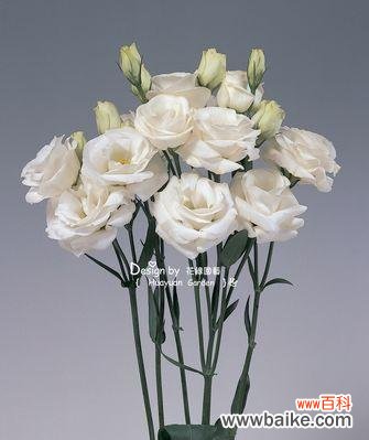 探寻洋桔梗的花语和文化意义 洋桔梗