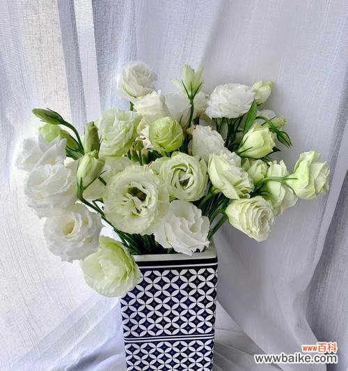 探寻洋桔梗的花语和文化意义 洋桔梗