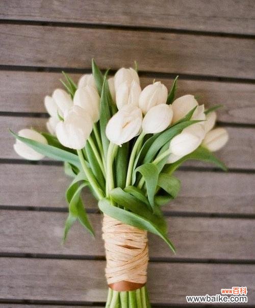 探寻白色郁金香所传递的情感和象征意义 白色郁金香的花语