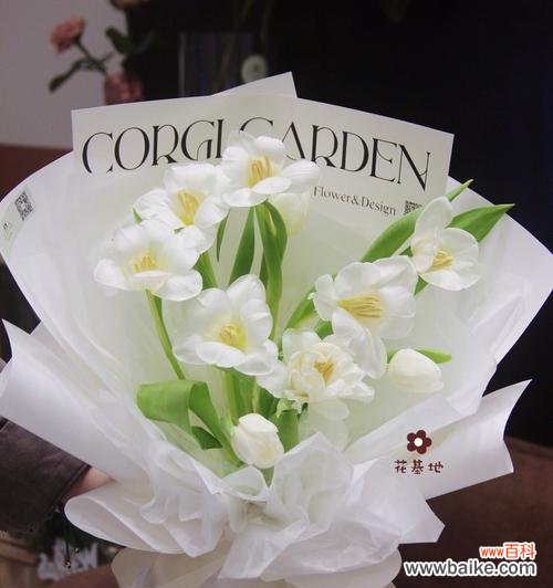 纯洁与希望的象征——白色郁金香 白色郁金香的花语与寓意