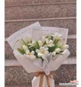 美丽的白色郁金香花开 白色郁金香花语