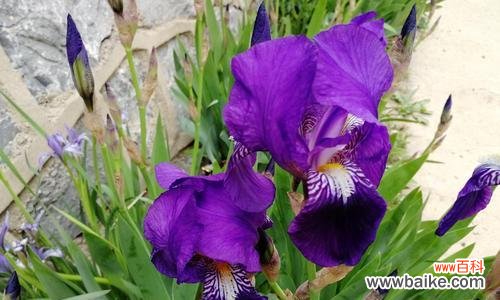 揭示白色鸢尾花和紫色鸢尾花的花语之谜 白色鸢尾花与紫色鸢尾花花语的魅力