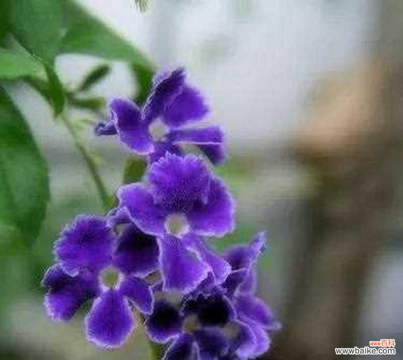 揭开白色紫罗兰花语的奥秘 白色紫罗兰的花语