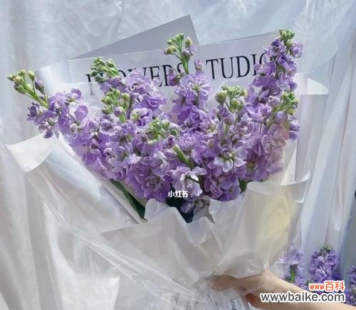 传递希望与坚韧 白色紫罗兰花语的启示