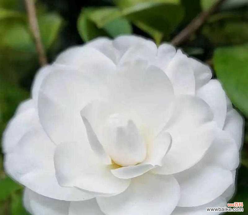 花开花谢 白山茶花语的深刻寓意