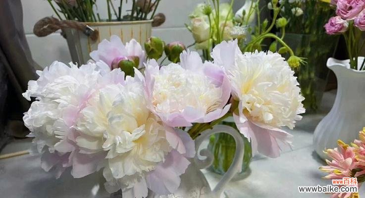 传递爱与力量的花朵 白芍药花语