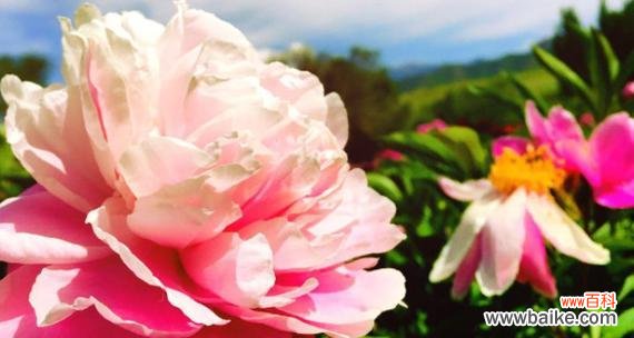 传递爱与力量的花朵 白芍药花语