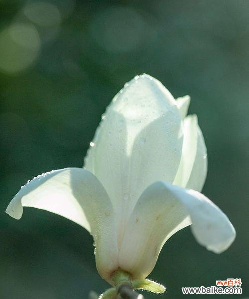 解读白玉兰的丰富寓意 白玉兰的花语与意义