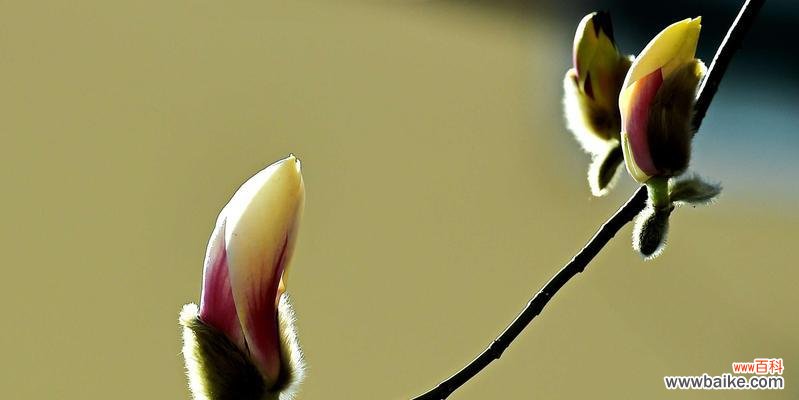 解读白玉兰的丰富寓意 白玉兰的花语与意义