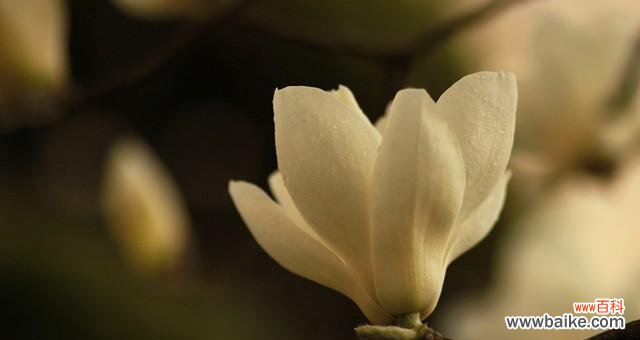 傲然而立的花中皇后 白玉兰树的寓意与象征