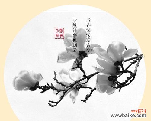 唤醒内心纯净美好的象征 白玉兰花语的深意