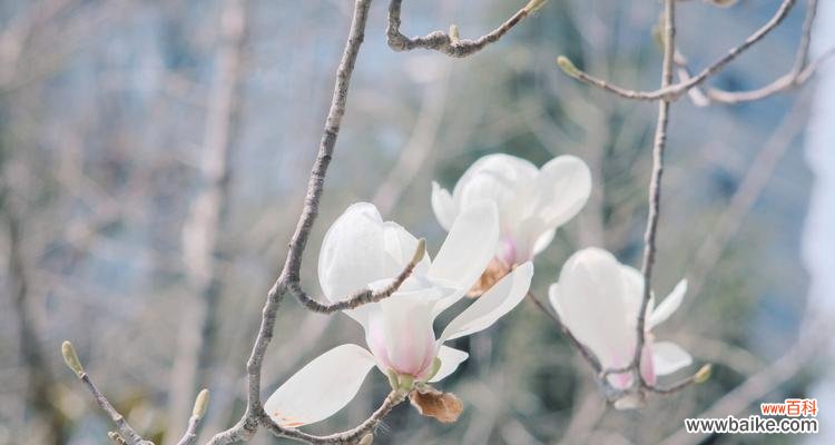 探寻白玉兰花的美丽寓意 白玉兰花——纯洁与美丽的象征